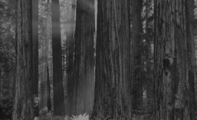 Ranger in Mendocino Redwoods